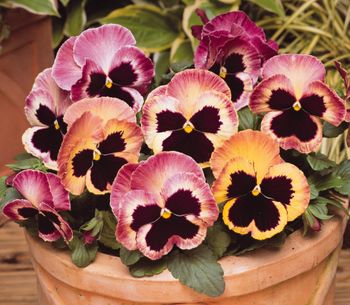 Pansy Matrix Sunrise F1