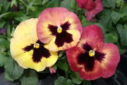 Pansy Xtrada Peach Shades F1