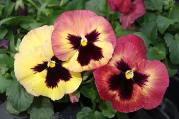 Pansy Xtrada Peach Shades F1