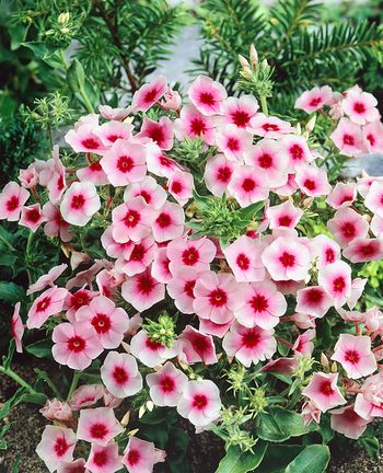 Phlox Brilliant
