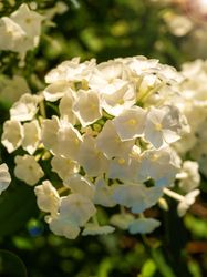 Phlox Whipped Cream