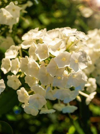 Phlox Whipped Cream