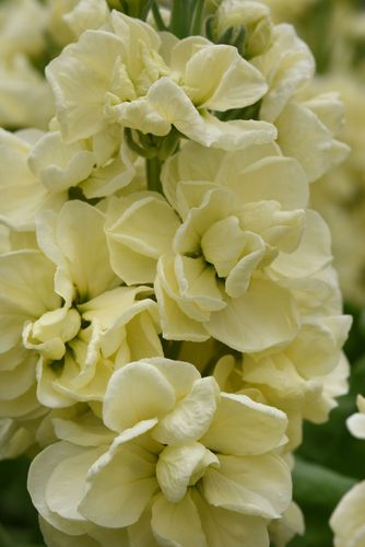 Stocks Butter Cream