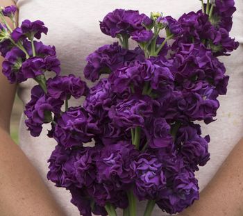 Stocks Iron Purple