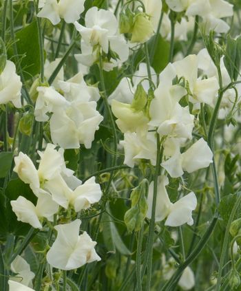 Sweet Pea Spring Sunshine Cream