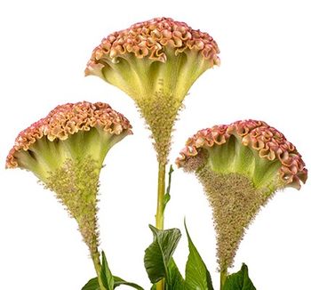 Celosia Champagne