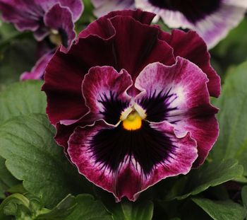Pansy Frizzle Sizzle Raspberry F1