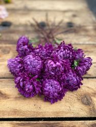 Aster Tower Violet