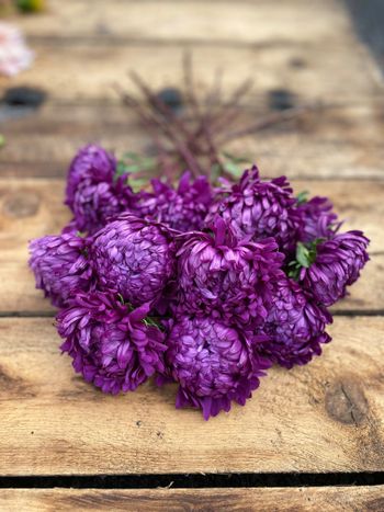 Aster Tower Violet