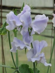 Sweet Pea Charlie's Angel