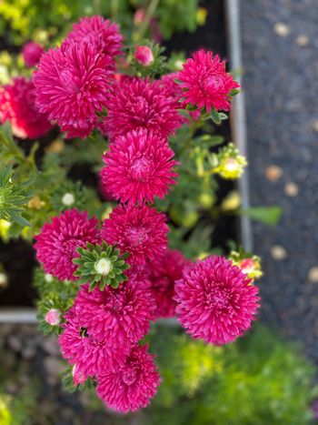 Aster Strawberry Crush