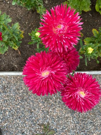 Aster Strawberry Crush