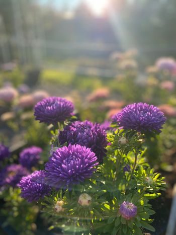 Aster Lady Coral Dark Blue