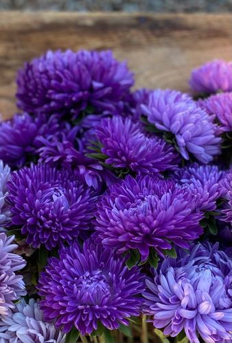 Aster Lady Coral Dark Blue