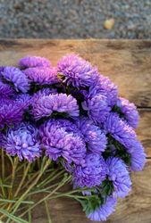 Aster Lady Coral Light Blue
