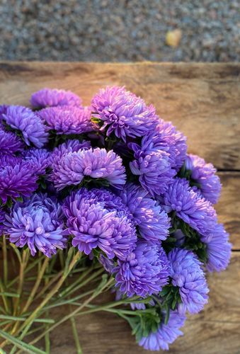 Aster Lady Coral Light Blue