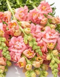 Snapdragon Madame Butterfly Pink F1