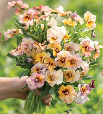 Pansy Nature Antique Shades F1