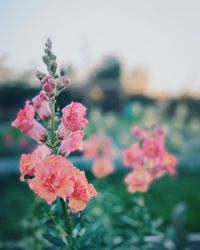 Snapdragon Madame Butterfly Bronze F1