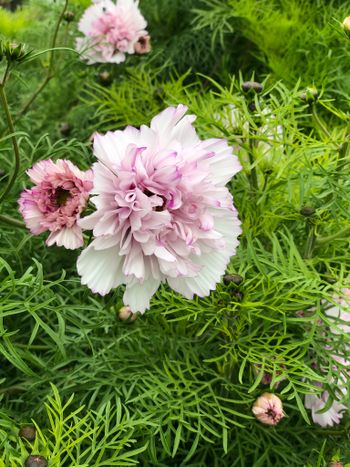 Cosmos Double Bonbon Rose Bicolor