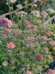 Wildcarrot Dara