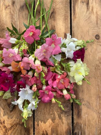 Snapdragon Chantilly Mixed F1