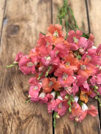 Lejongap Chantilly Bronze F1