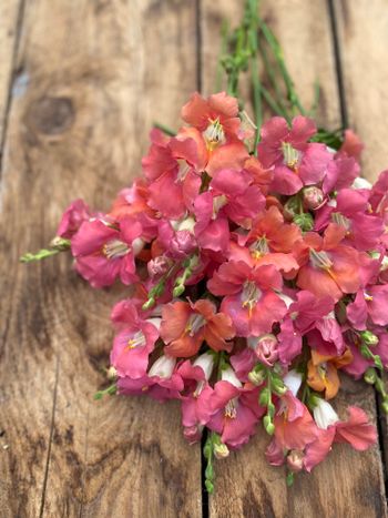 Snapdragon Chantilly Bronze F1