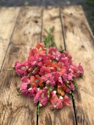 Snapdragon Chantilly Bronze F1
