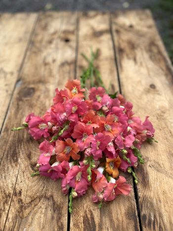 Snapdragon Chantilly Bronze F1