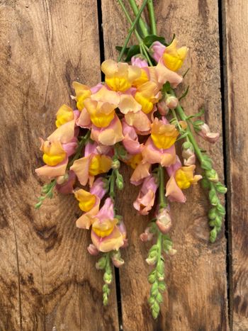 Snapdragon Animation Cognac F1
