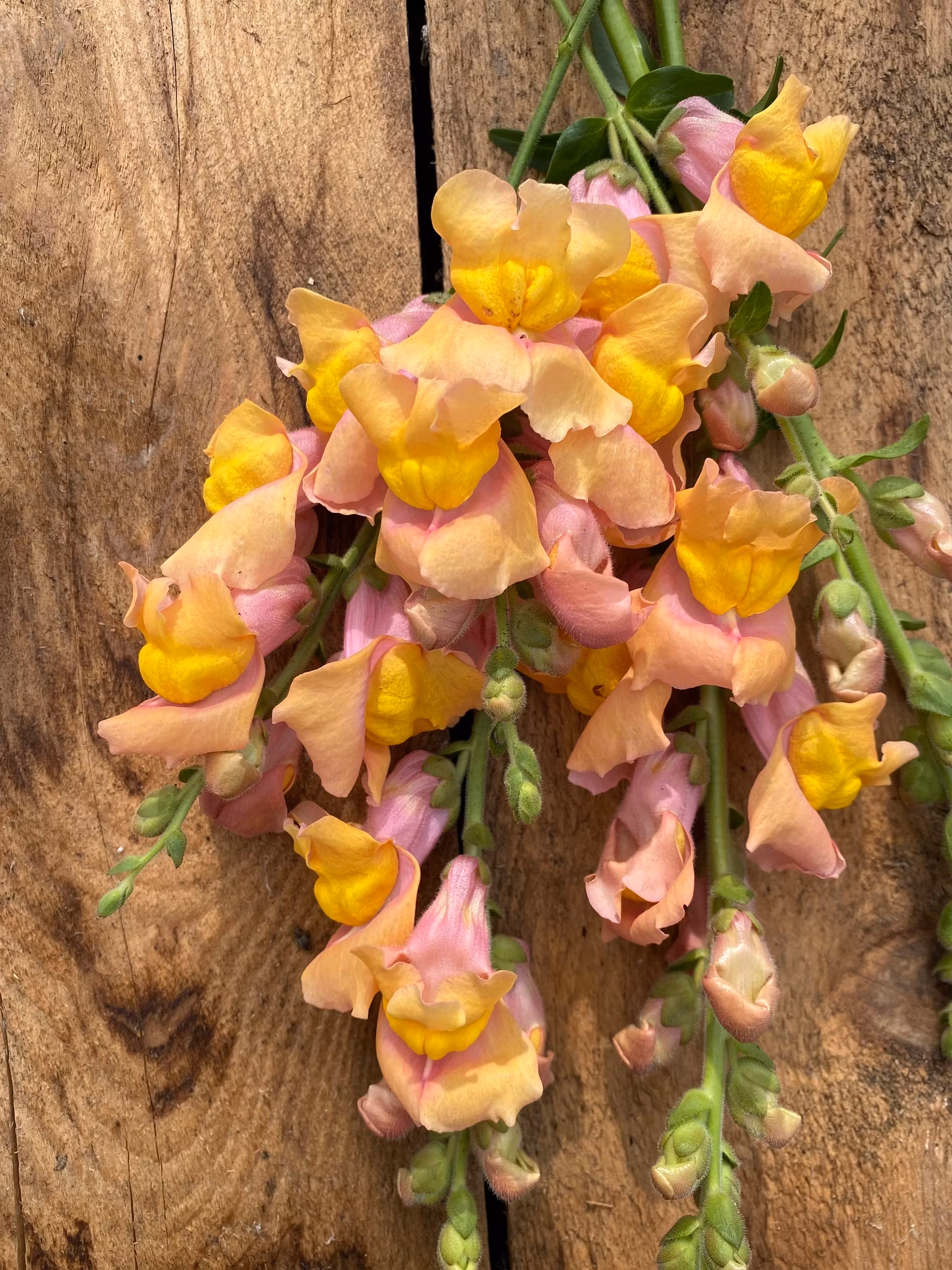 Snapdragon Animation Snapdragon Animation Cognac F1 - Jordnära Fröer • Grow Flowers • Slow ...