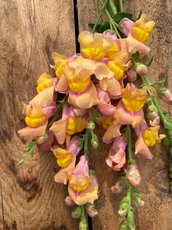 Snapdragon Animation Cognac F1