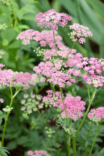 Stor Bockrot Rosea