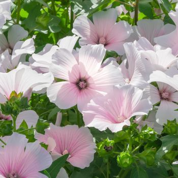 Sommarmalva Pink Blush