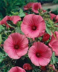 Sommarmalva Ruby Regis