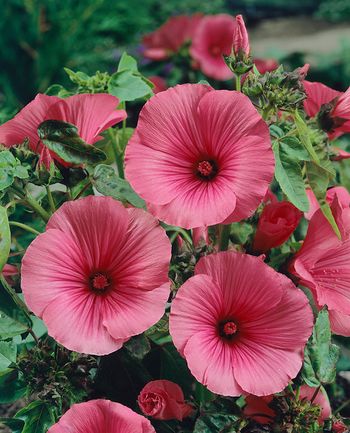 Sommarmalva Ruby Regis