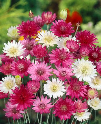 Pappersblomster Double Mixture