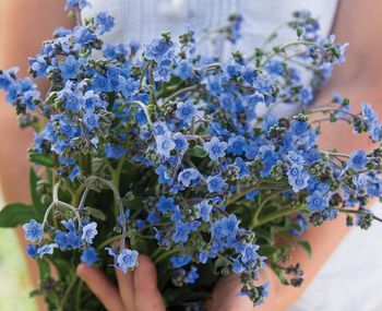 Kinesisk Förgätmigej Blue