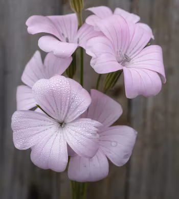 Sommarklätt Light Pink