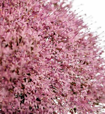 Sommarhalsört Corine Lilac