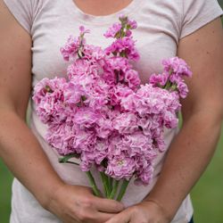 Lövkoja Iron Pink
