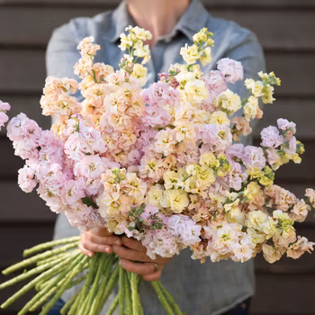 Lövkoja Iron Summer Pastels