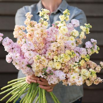 Lövkoja Summer Pastels