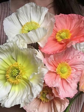 Vallmo Colibri Dolce Vita Pastel Mix