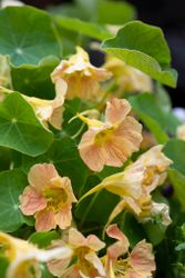 NYHET! Blomsterkrasse Tip Top Cream Pink Blush