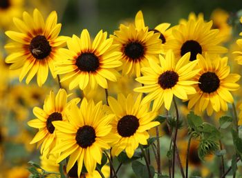 Solros Soluna Gold