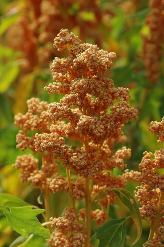 Bukettquinoa Oro de Valle