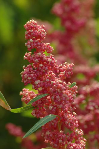 Bukettquinoa Cherry Vanilla