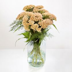 Celosia Haute Couture